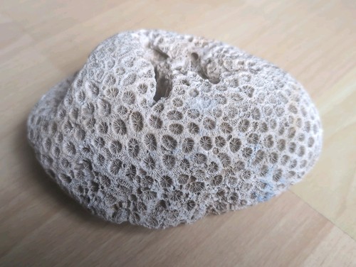 Brain coral 18x13x8 - coral, cm