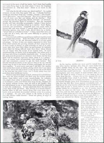 Falconry hobby merlin - :, &