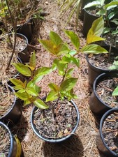 Buttonbush Shrub, 1 Gallon