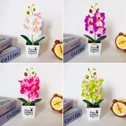 Realistic phalaenopsis flower - realistic,