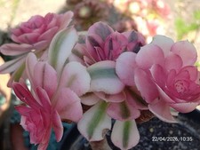 One pot (multi heads) Aeonium