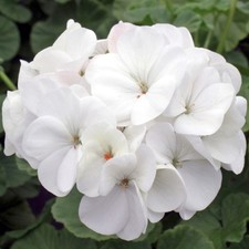 Geranium mini plug plants