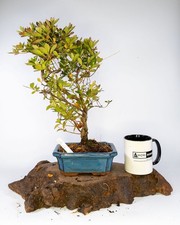 Japanese Azalea Shohin Bonsai Tree Rhododendron Flowering Outdoor Pot