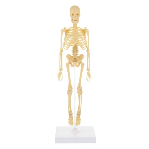 Medical grade human skeleton - grade,