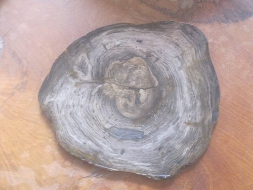 Petrified wood - (fossilised),