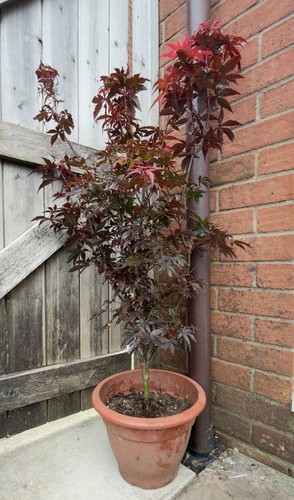 100cm acer palmatum skeeters - acer,
