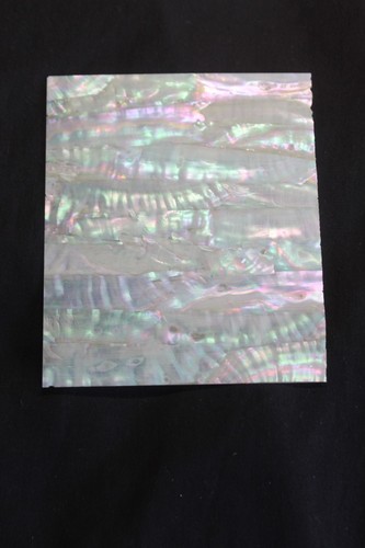 Awabi jap abalone mother of - 'awabi',