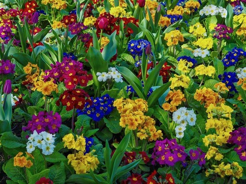 Polyanthus seeds mixed - polyanthus,