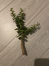 1x Jade Money Plant cutting