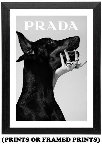 Doberman dog fashion photo - dog,