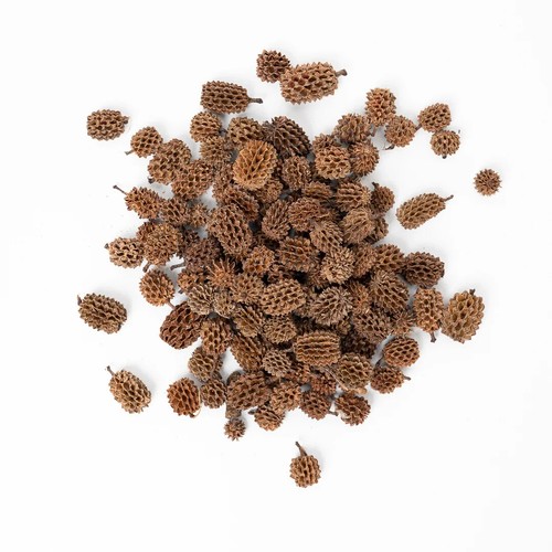 Casuarina cones for betta - casuarina,