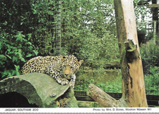 Southam, Warwickshire - Jaguar in Southam Zoo (closed) - local postcard c.1980s