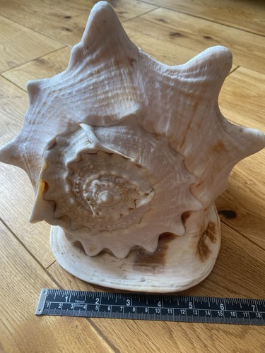 Large horned helmet - large, conch