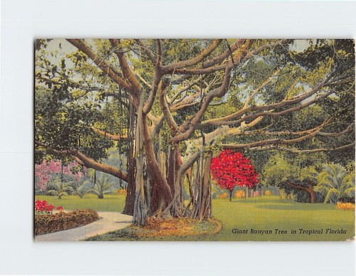 Postcard giant banyan - tree, in