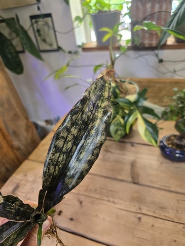 Sansevieria coppertone kirkii - sansevieria,