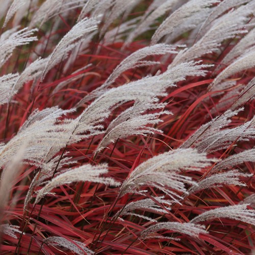 Miscanthus sinensis lady - miscanthus, in