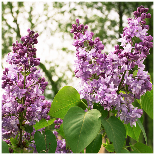 Charles joly 4ft syringa - 'charles, 3-4ft