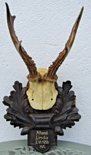 Roe deer antlers - roe, on