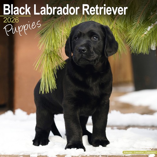 Black labrador retriever - black,