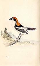 Wood Shrike Meyer Bird Antique