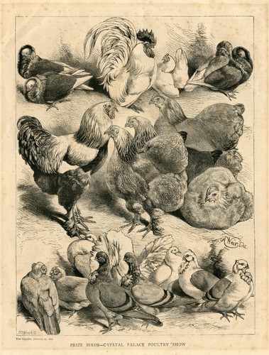 Pigeons fowls doves - pigeons,