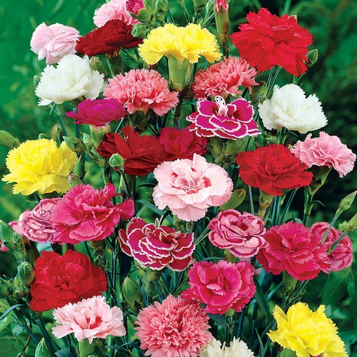 Mixed carnation seeds - 50,