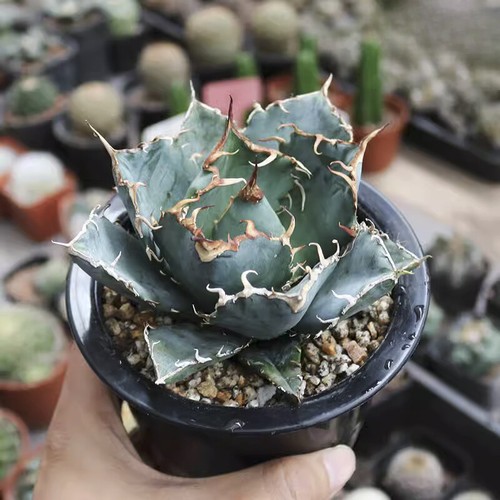8cm succulent agave plant - 8cm,