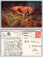 Lioness - Tuck's Oilette 'Wild