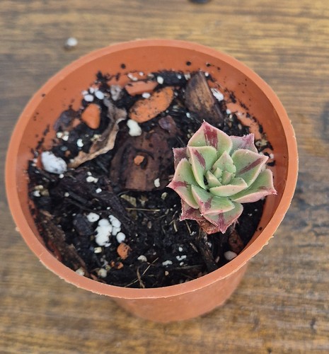 Aeonium leucoblepharum red - aeonium,