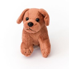 New brown labrador puppy - -,