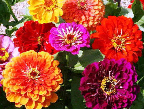 Flower zinnia california - flower,