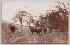 Cattle on country lane by trees and water trough, rural landscape RPPC c1910s