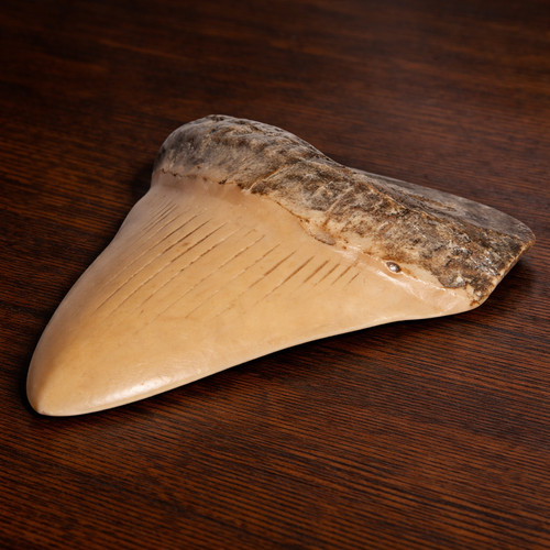 Megalodon tooth replica - megalodon,