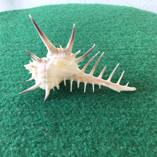 Venus comb murex seashell - murex,