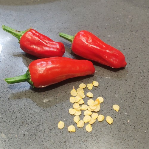 Apache pepper chilli seeds - pepper,