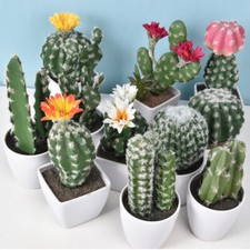 Artificial Cactus Succulent