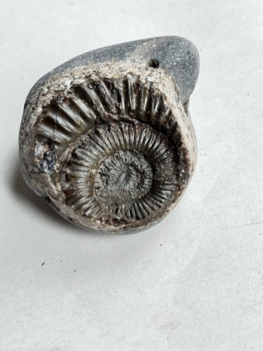 Dactylioceras fossil - sp,