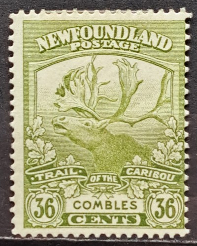 Newfoundland 1919 contingent - newfoundland,