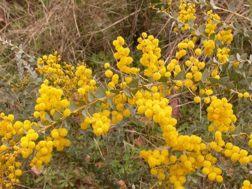 Acacia pravissima evergreen