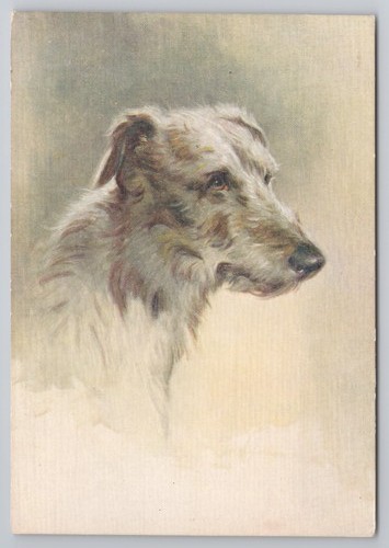 The scottish deerhound dog - the,