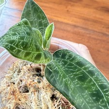 Jewel Orchid Macodes Java’