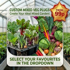 Vegetable Plug Plants - Kale