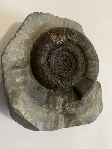 Dactylioceras tenuicostatum - dactylioceras,