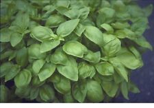 Herb - Basil - Sweet Genovese - 6000 Seeds