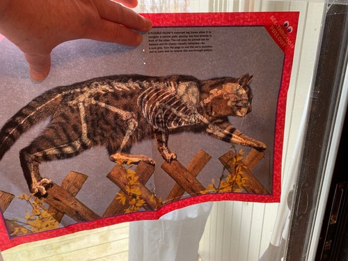 Awesome see through cat - see,