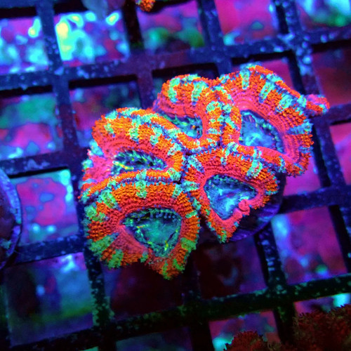 Wysiwyg acan lord coral - lord, frag