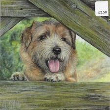 Tiffany the Norfolk Terrier
