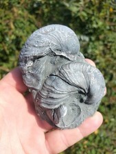 Double gryphea bivalve - double,