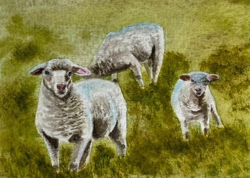 Original watercolour sheep - watercolour,
