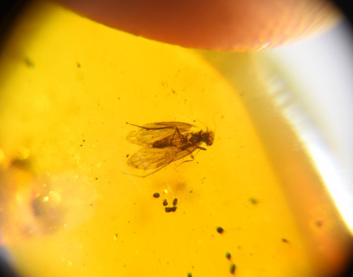Fossil dominican amber fly - dominican,